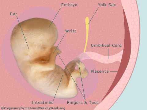 Pregnancy 10 weeks pregnant embryo development