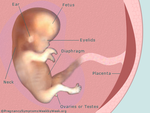 Pregnancy 11 weeks pregnant fetus development