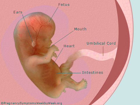 Pregnancy 12 weeks pregnant fetus development