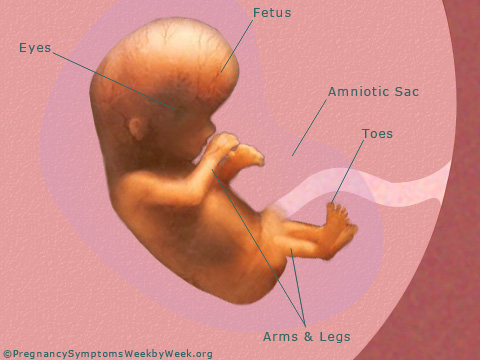 Pregnancy 13 weeks pregnant fetus development