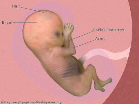 Pregnancy 14 weeks pregnant fetus development