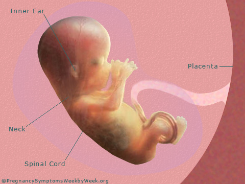 Pregnancy 15 weeks pregnant fetus development