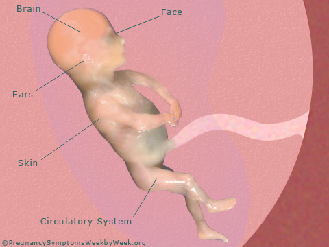 Pregnancy 16 weeks pregnant fetus development