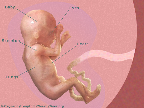 Pregnancy 17 weeks pregnant fetus development