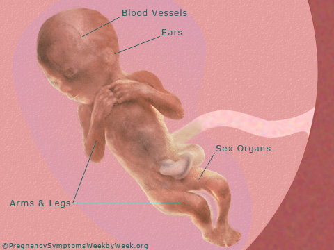 Pregnancy 18 weeks pregnant fetus development