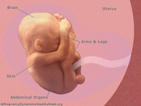 Pregnancy 19 weeks pregnant fetus development