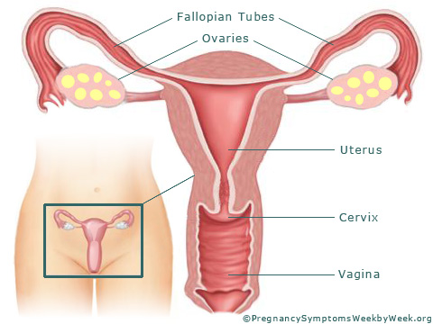 Pregnancy 1 week pregnant female reproductive organs