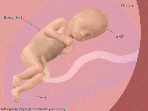 Pregnancy 23 weeks pregnant fetus development