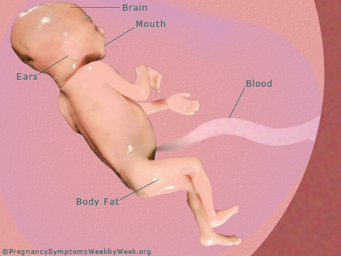 Pregnancy 25 weeks pregnant fetus development