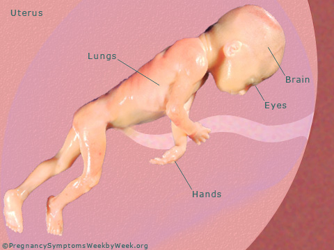 Pregnancy 26 weeks pregnant fetus development