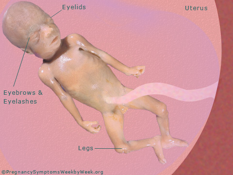 Pregnancy 27 weeks pregnant fetus development