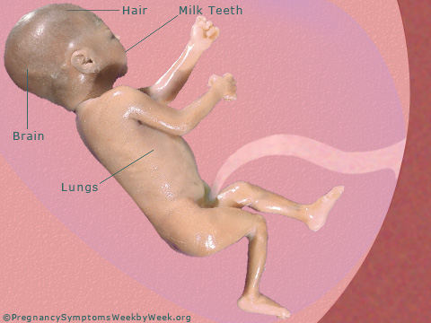 Pregnancy 28 weeks pregnant fetus development