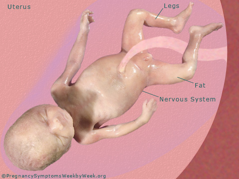Pregnancy 31 weeks pregnant fetus development