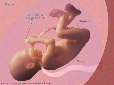 Pregnancy 32 weeks pregnant fetus development