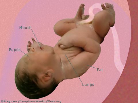 Pregnancy 35 weeks pregnant fetus development