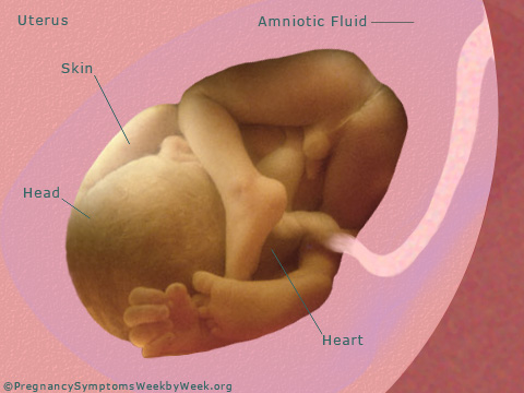 Pregnancy 36 weeks pregnant fetus development