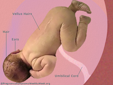 Pregnancy 37 weeks pregnant fetus development