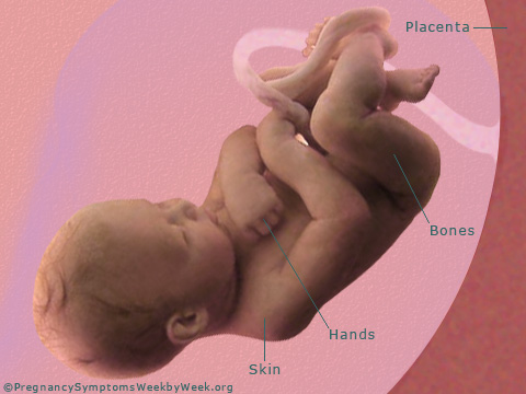 Pregnancy 38 weeks pregnant fetus development