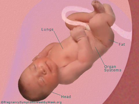 Pregnancy 39 weeks pregnant fetus development