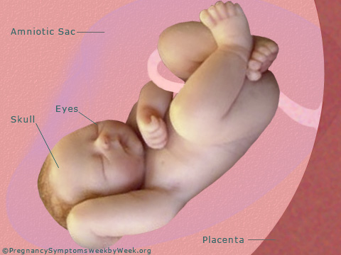 Pregnancy 40 weeks pregnant fetus development