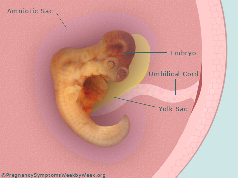 Pregnancy 5 weeks pregnant embryo development
