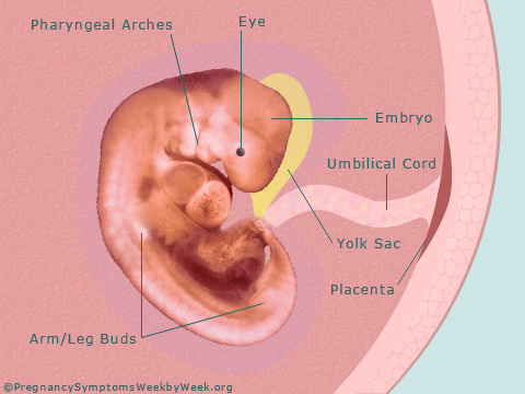 Pregnancy 6 weeks pregnant embryo development