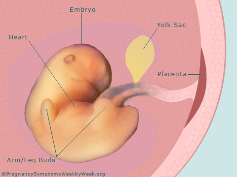 Pregnancy 7 weeks pregnant embryo development