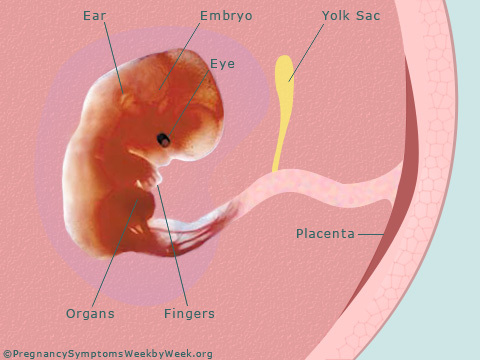 Pregnancy 9 weeks pregnant embryo development